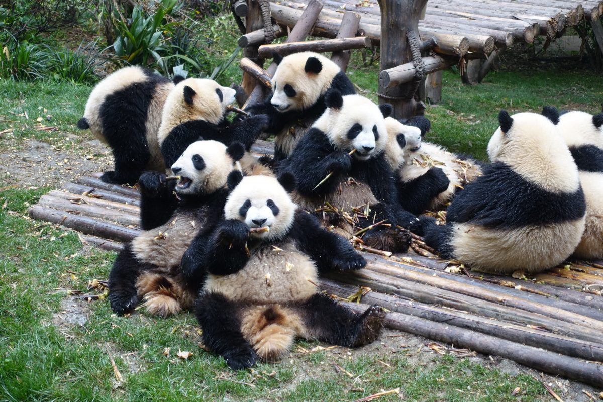 Pandas und Buddhas